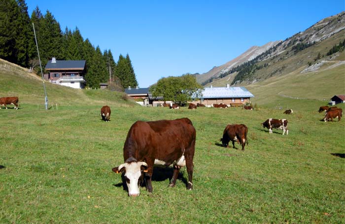 Vente de reblochon à la ferme Manigod Merdassier le meilleur reblochon de Haute Savoie