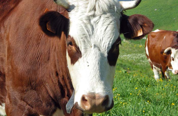 Vente de reblochon à la ferme Manigod Merdassier le meilleur reblochon de Haute Savoie
